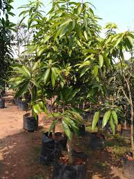 Langra Mango Fruit Plant Manufacturer & Supplier in India